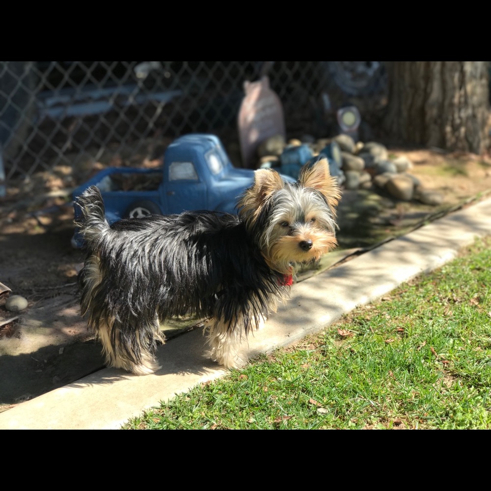 Meet your Posher, Mickey